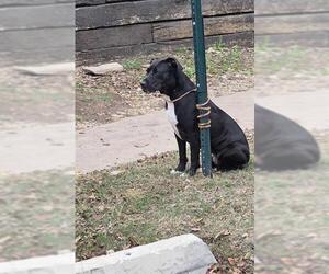American Staffordshire Terrier-Unknown Mix Dogs for adoption in San Antonio, TX, USA
