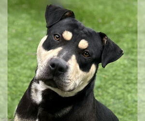 American Pit Bull Terrier Dogs for adoption in Pasadena, CA, USA