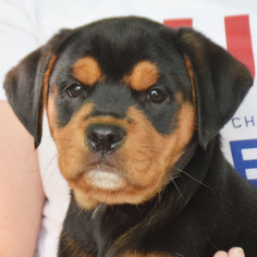 Boxweiler Dogs for adoption in Huntley, IL, USA