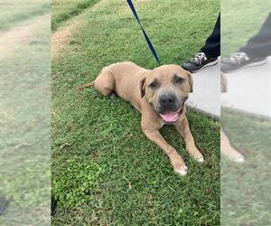 American Pit Bull Terrier Dogs for adoption in Corpus Christi, TX, USA