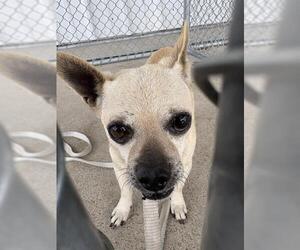 Chihuahua Dogs for adoption in Bakersfield, CA, USA