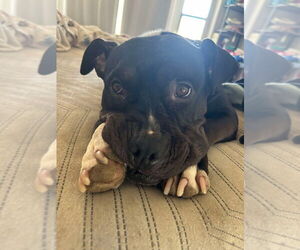 Staffordshire Bull Terrier-Unknown Mix Dogs for adoption in Banning, CA, USA