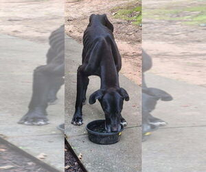 Great Dane Dogs for adoption in Bullard, TX, USA