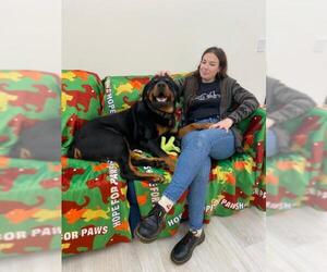 Rottweiler Dogs for adoption in Lake Forest, CA, USA
