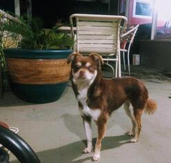 Cheeks Dogs for adoption in El Cajon, CA, USA