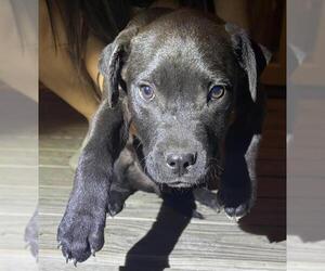 American Staffordshire Terrier-Unknown Mix Dogs for adoption in San Antonio, TX, USA