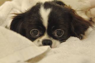 Shinese Dogs for adoption in Boca Raton, FL, USA