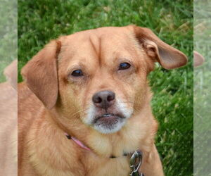 Doxle Dogs for adoption in Huntley, IL, USA