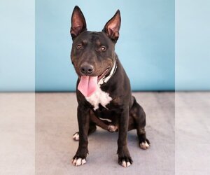 Bull Terrier Dogs for adoption in Pasadena, CA, USA