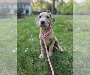 Labrador Retriever-Unknown Mix Dogs for adoption in Rockaway, NJ, USA