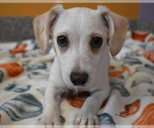 Dachshund Dogs for adoption in Aurora, CO, USA
