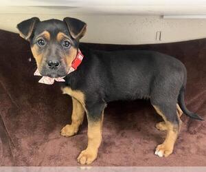 German Shepherd Dog-Unknown Mix Dogs for adoption in HESPERIA, CA, USA