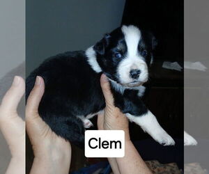 Australian Shepherd-Unknown Mix Dogs for adoption in Aurora, IN, USA