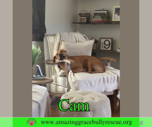 Mutt Dogs for adoption in Pensacola, FL, USA