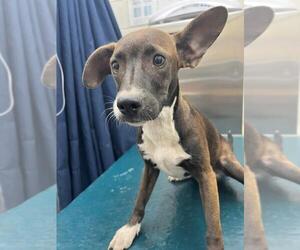 Labrador Retriever-Unknown Mix Dogs for adoption in Mobile, AL, USA