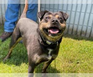 Mutt Dogs for adoption in Beckley, WV, USA