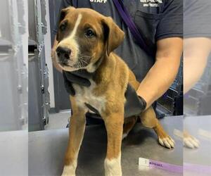 German Shepherd Dog-Unknown Mix Dogs for adoption in Visalia, CA, USA