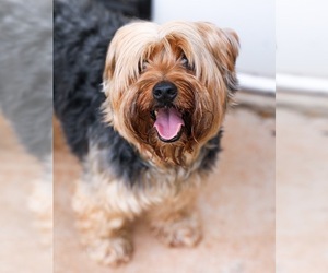 Small Silky Terrier Mix