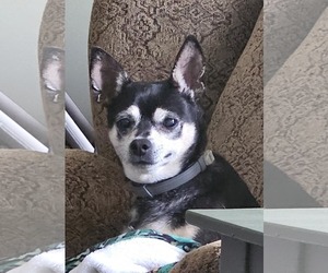 Chihuahua-Unknown Mix Dogs for adoption in Social Circle, GA, USA