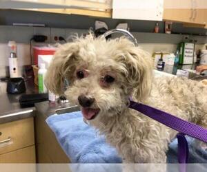 Poodle (Miniature) Dogs for adoption in Riverside, CA, USA
