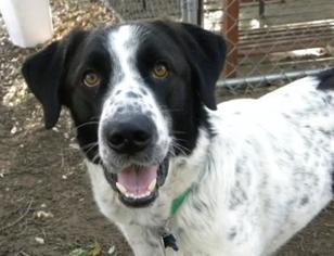 Border Collie-Unknown Mix Dogs for adoption in North Richland Hills, TX, USA