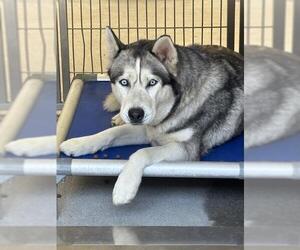 Siberian Husky Dogs for adoption in Downey, CA, USA
