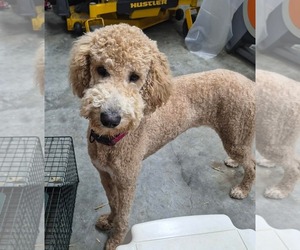 Poodle (Standard)-Unknown Mix Dogs for adoption in Westwood, NJ, USA