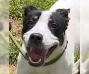 Mutt Dogs for adoption in Canton, CT, USA