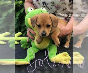 Chi-Corgi Dogs for adoption in Fayetteville, GA, USA