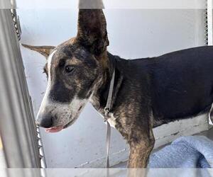 Bull Terrier-Unknown Mix Dogs for adoption in Bakersfield, CA, USA