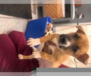 American Pit Bull Terrier Dogs for adoption in Houston, TX, USA