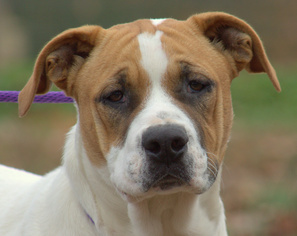 Bulldog-Unknown Mix Dogs for adoption in Sparta, TN, USA