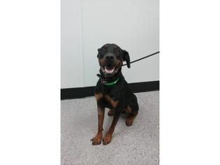 Rotterman Dogs for adoption in Henderson, NV, USA
