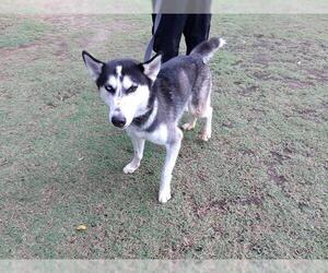 Siberian Husky Dogs for adoption in Fort Lauderdale, FL, USA