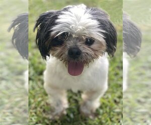 Shih Tzu Dogs for adoption in Miami, FL, USA