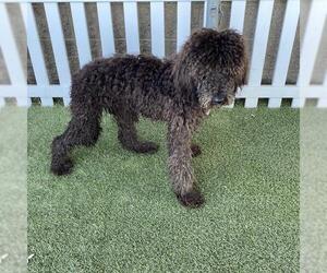 Poodle (Standard)-Unknown Mix Dogs for adoption in Modesto, CA, USA
