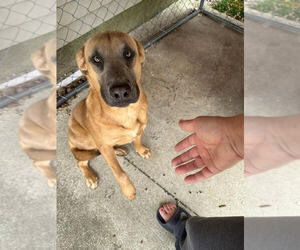 Mutt Dogs for adoption in Linton, IN, USA