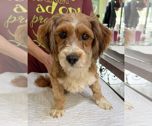 Havanese Dogs for adoption in Benton, LA, USA