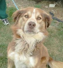 Border-Aussie Dogs for adoption in Monticello, IA, USA