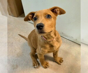 Labrador Retriever-Unknown Mix Dogs for adoption in Long Beach, CA, USA