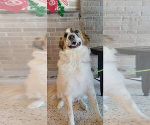 Great Pyrenees-Unknown Mix Dogs for adoption in Dallas, TX, USA