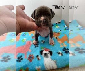 American Pit Bull Terrier-Labrador Retriever Mix Dogs for adoption in Incline Village, NV, USA