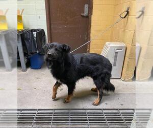 German Shepherd Dog Dogs for adoption in Stockton, CA, USA
