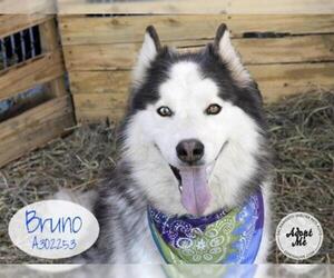 Alusky Dogs for adoption in Stockton, CA, USA