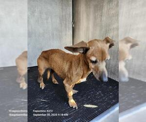 Dachshund Dogs for adoption in San Antonio, TX, USA