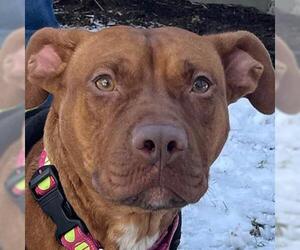 American Pit Bull Terrier Dogs for adoption in Framingham, MA, USA