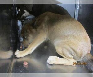 Mutt Dogs for adoption in Oklahoma City, OK, USA