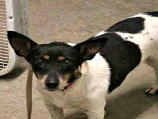 Rat Terrier Dogs for adoption in Plano, TX, USA