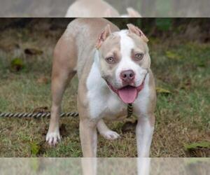 American Staffordshire Terrier Dogs for adoption in Towson, MD, USA