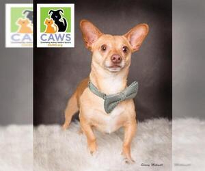 Chihuahua-Unknown Mix Dogs for adoption in Salt Lake City, UT, USA